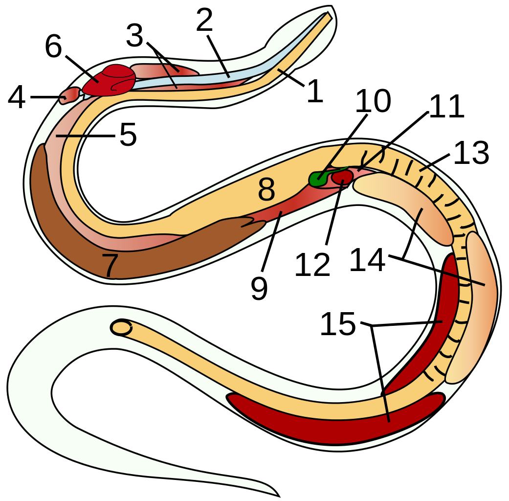 A diagram of a snake's anatomy.