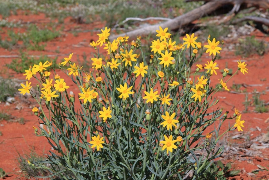 Wild daisies spring up after rains in red dirt at Kilcowera Station in Thargomindah, western Queensland