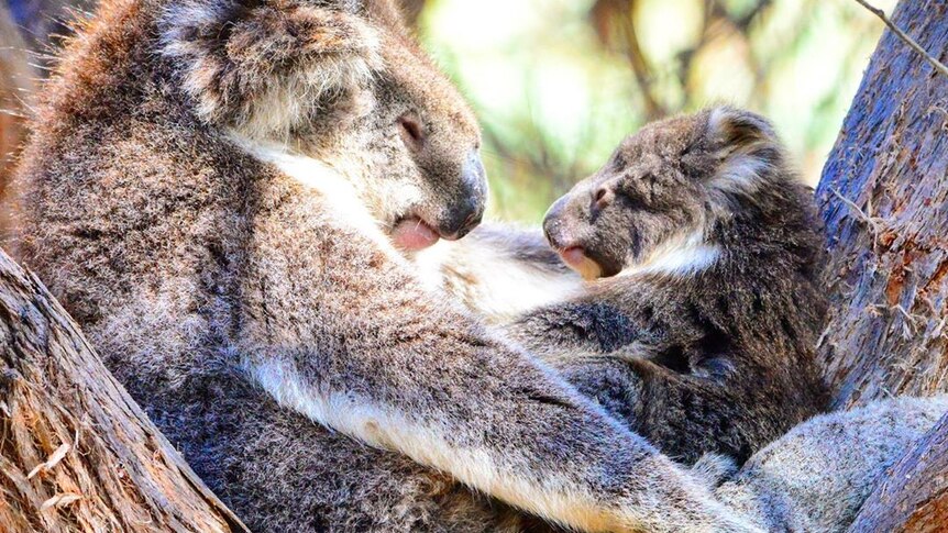 A koala sits with it's joey, as they both look at each other.