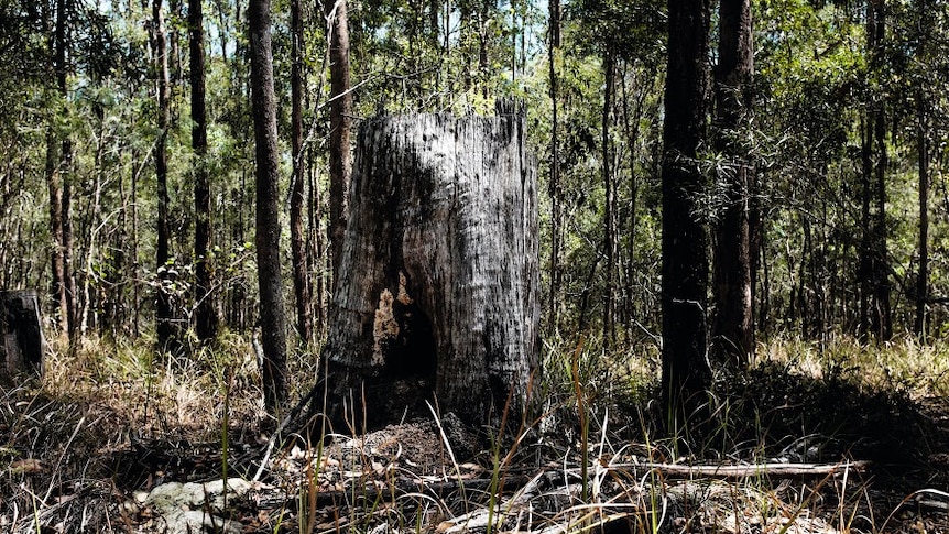 A burnt stump in the bush in Bunyah