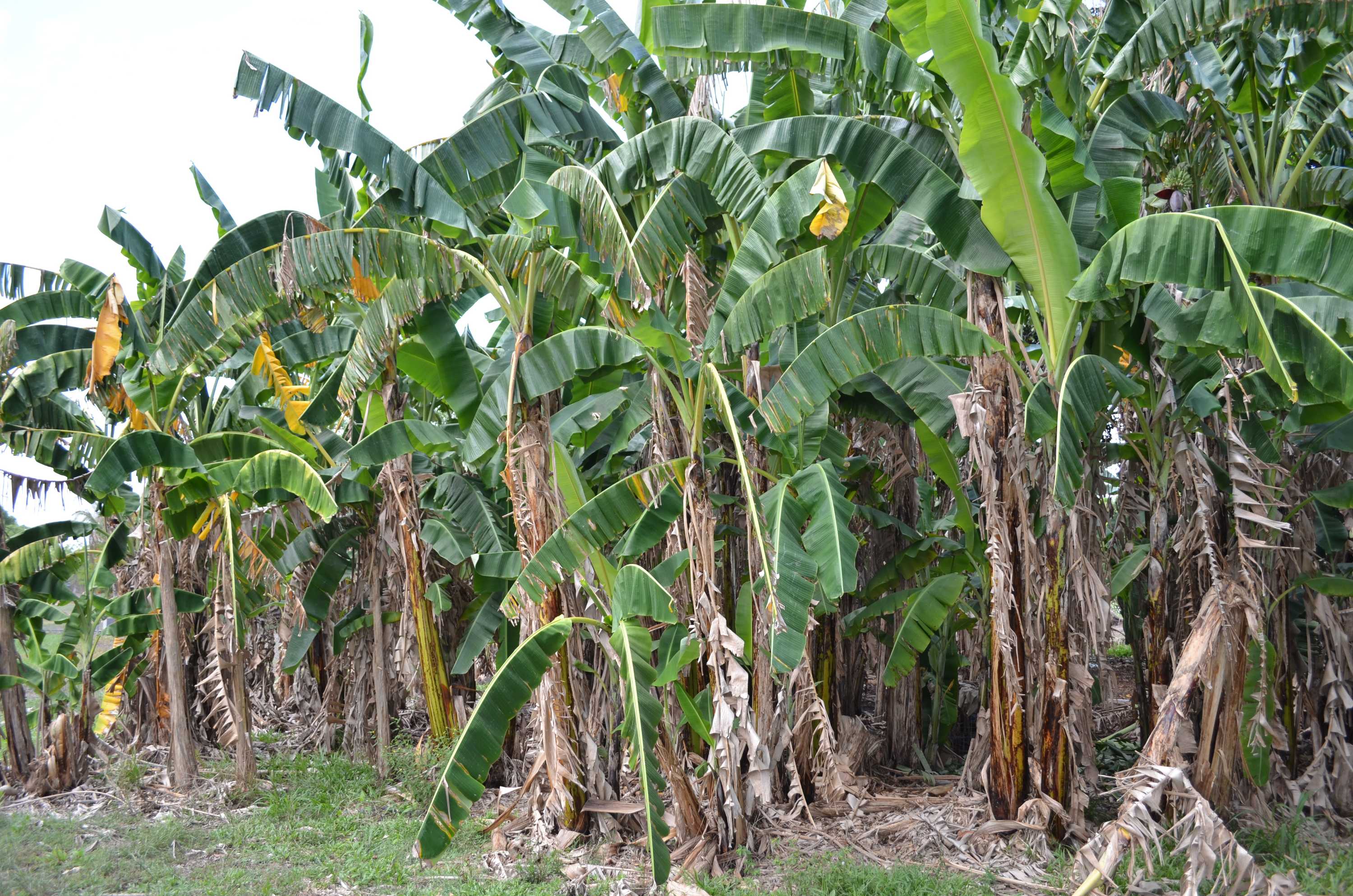 25 Foot Giant Banana Tree (musa Saba) ubicaciondepersonas.cdmx.gob.mx