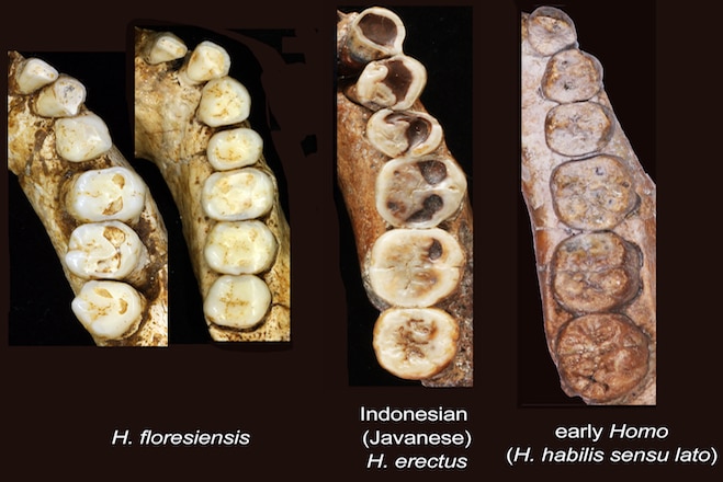 Hobbit teeth compared to other species
