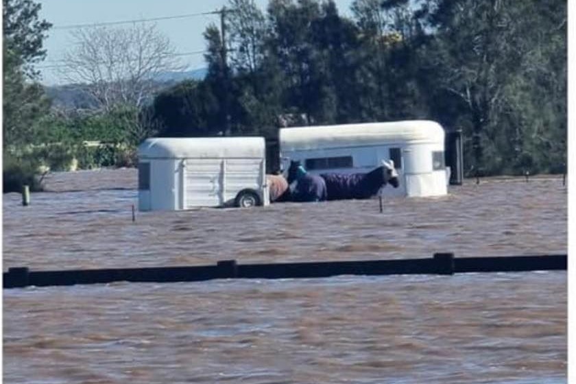 A Facebook post shows a photo of three horses trapped in floodwaters.