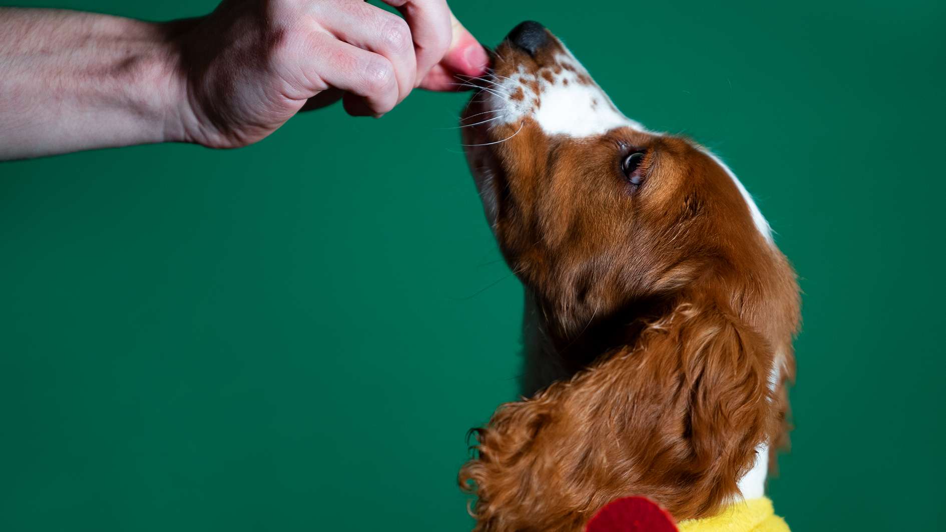 Dog fatalities linked to pet food The Backstory with Cathy Van Extel