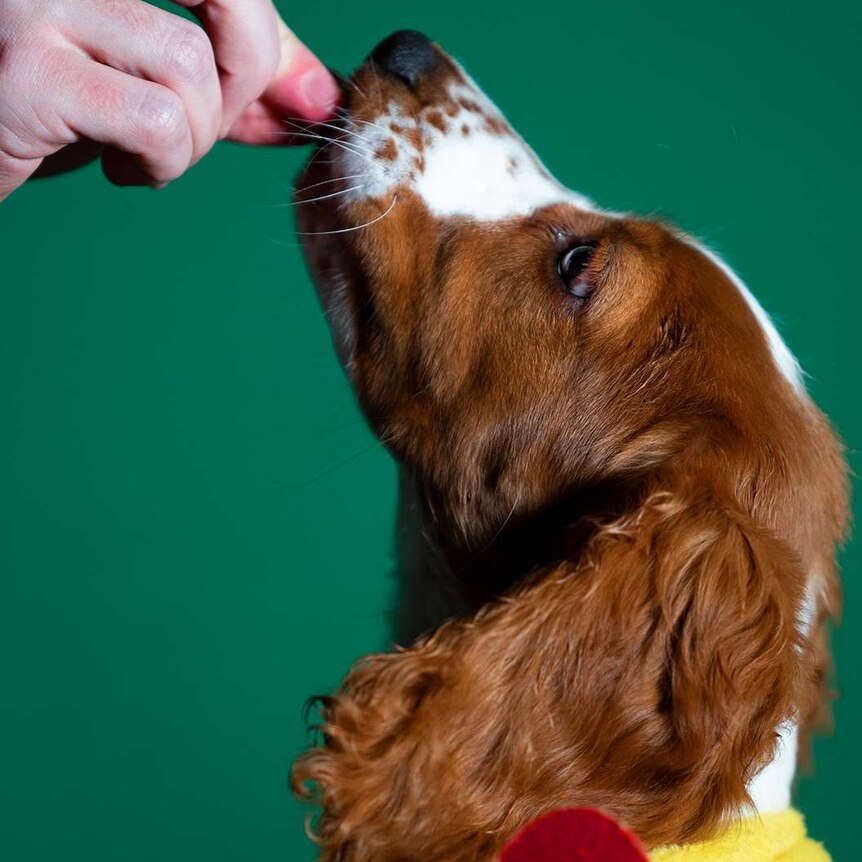 A close up of a reddish-brown and a white dog facing the left being given food by hand in front of a green background