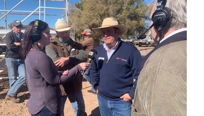 Gunnedah farmers being interviewed on ABC radio at saleyards