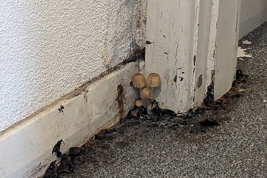 Tiny mushrooms growing from a mouldy patch along the corner of a wall.