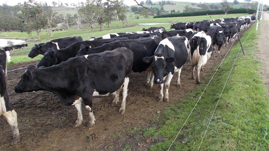 A line of up of black and white cows ready for milking at the Bream Creek Dairy