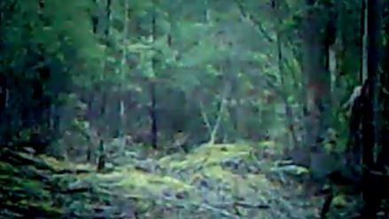 Still from vision of purported Tasmanian tiger sighting.