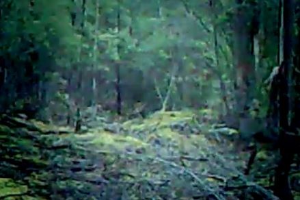 Still from vision of purported Tasmanian tiger sighting.