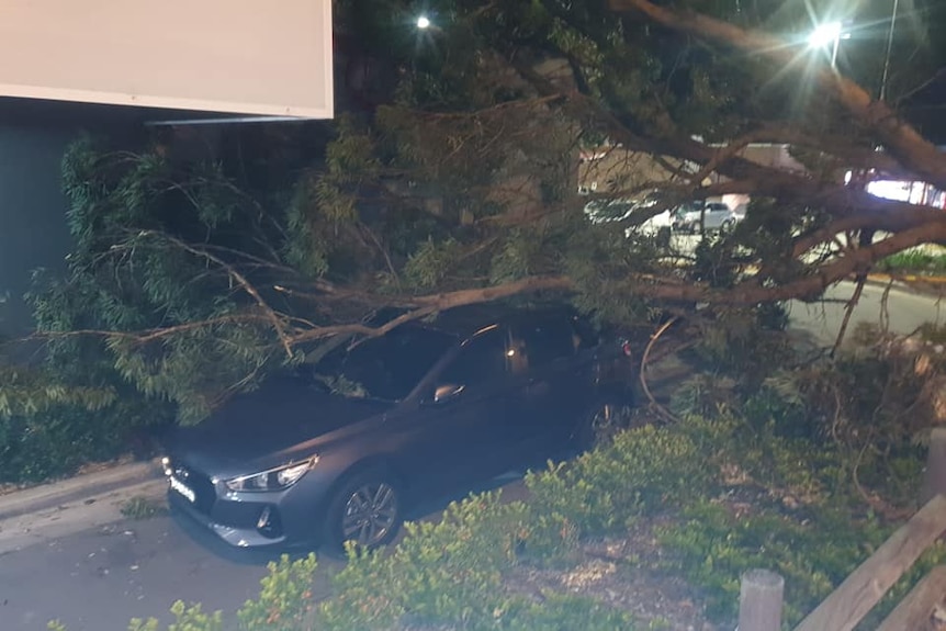 A tree lies on top of a car