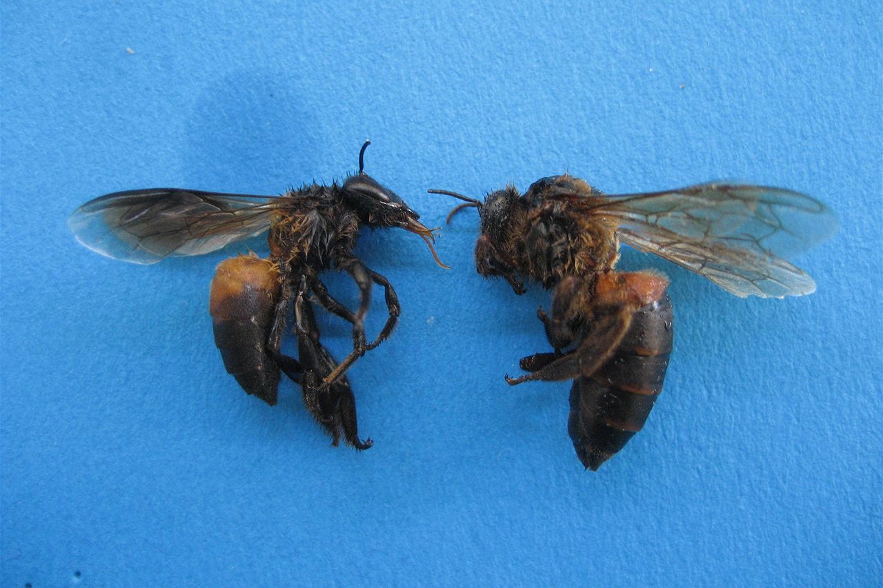 Foreign bee capture a success: AQIS - ABC News