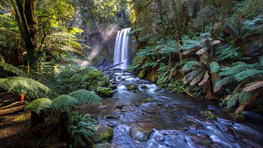 A small waterfall cascading into a stream, set amongst lush greenery