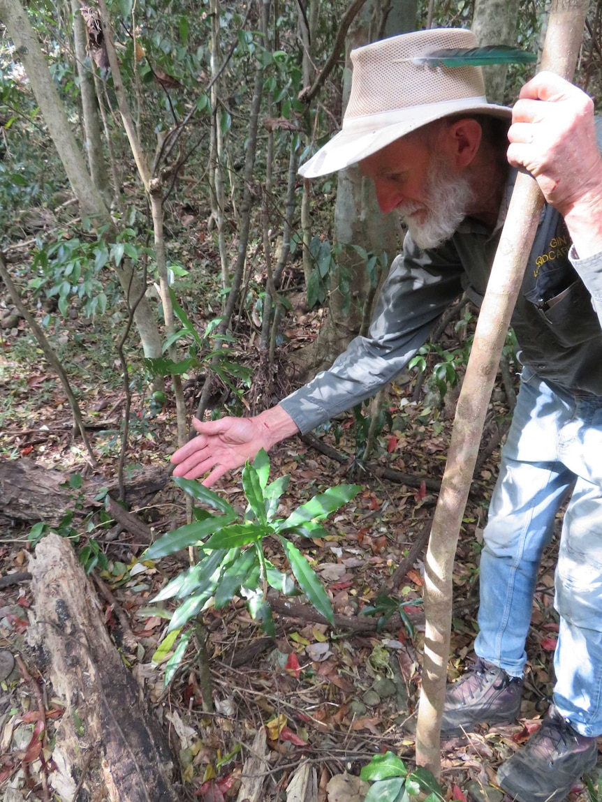 A man stands next to and gestures towards a small green plant which is the endangered Macadamia Jansenii.