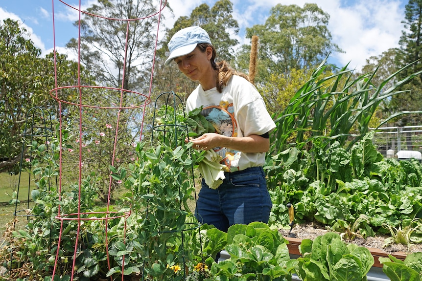 A woman picks vegetables from a garden.