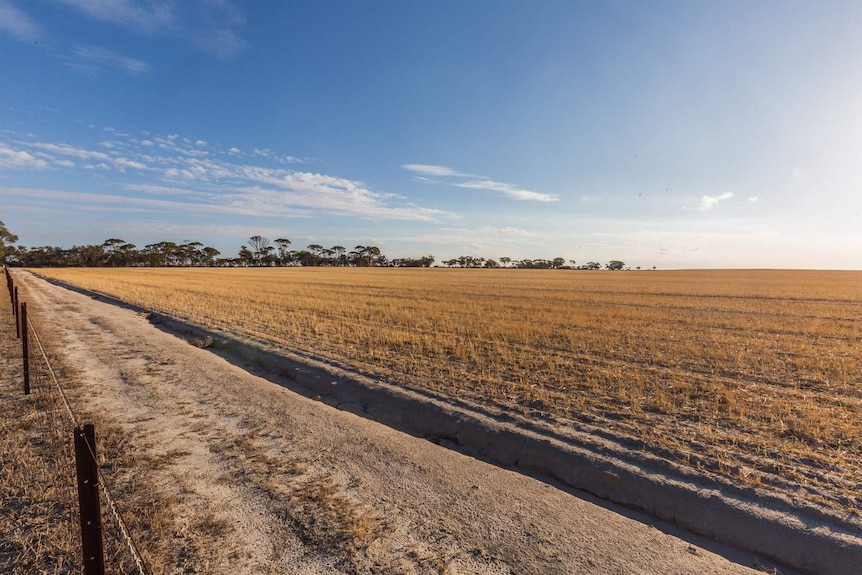 A field in the WA wheatbelt