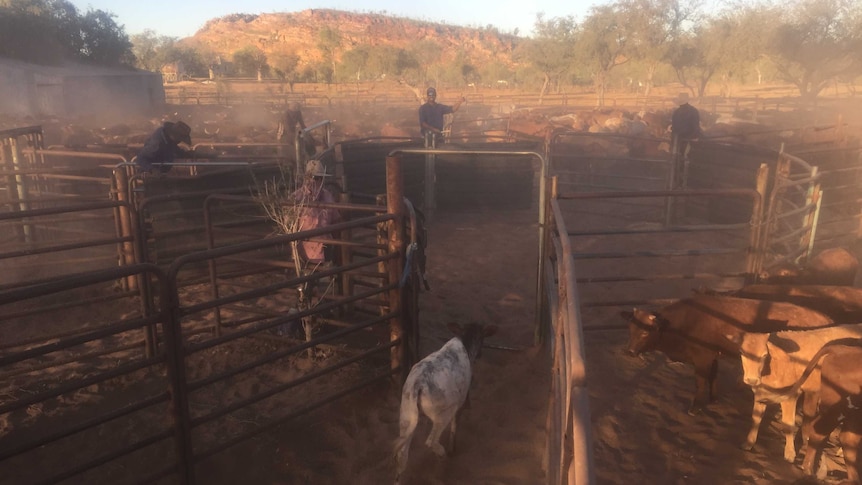 Workers direct cattle in a dusty cattleyard.