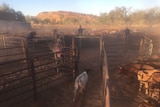 Workers direct cattle in a dusty cattleyard.