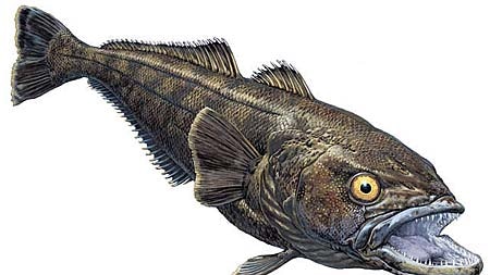 An artist&rsquo;s illustration of the prized patagonian toothfish.