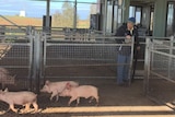 A man watches as small pigs walk into a pig pen at a saleyard