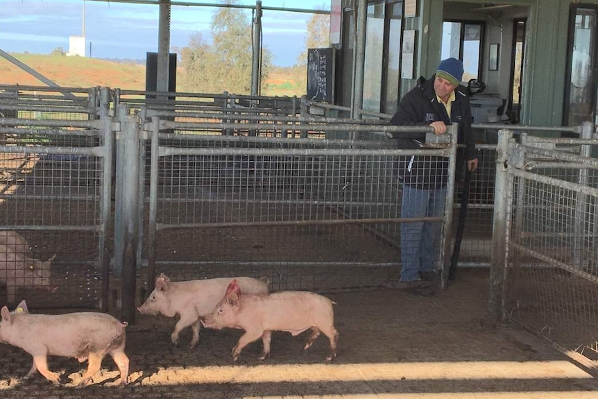 A man watches as small pigs walk into a pig pen at a saleyard