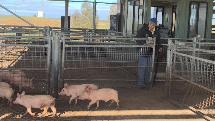 A man watches as small pigs walk into a pig pen at a saleyard