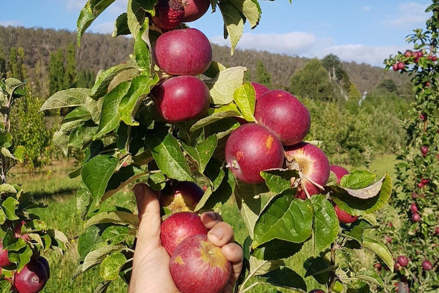 Burgundy-coloured apples on the tree.