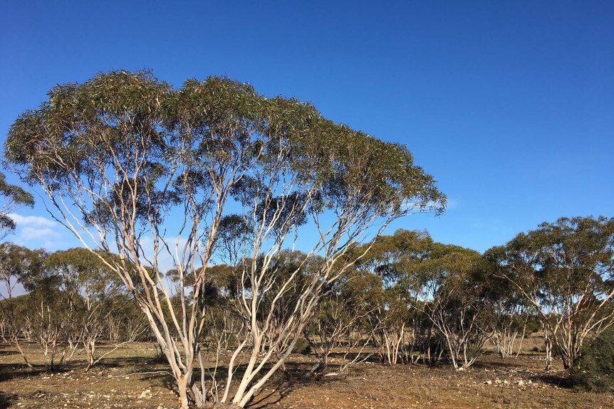 Mallee trees at Mantung Cathy Brooks
