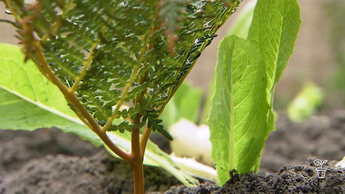 Bracken fern piece stuck in ground next to a lettuce seedling