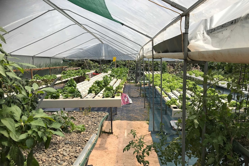 A greenhouse with raised tubs filled with plants and river pebbles.