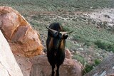 A black and brown goat with horns stands on a big rock, on the side of a hill.