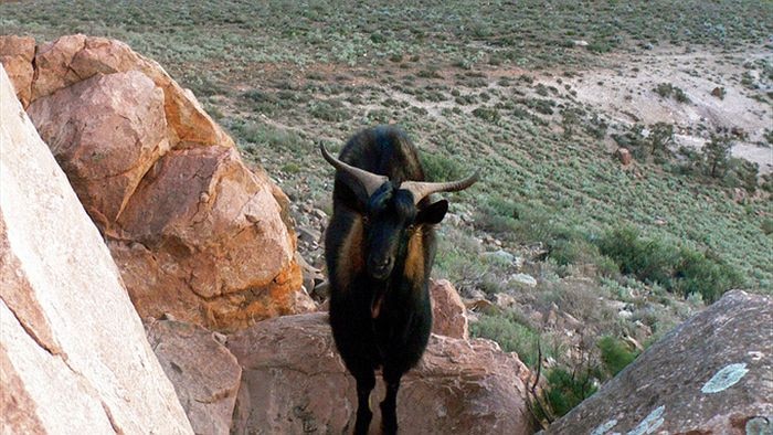 A black and brown goat with horns stands on a big rock, on the side of a hill.