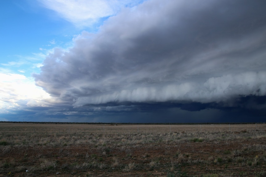 A monstrous stormfront surges over a paddock in the outback.