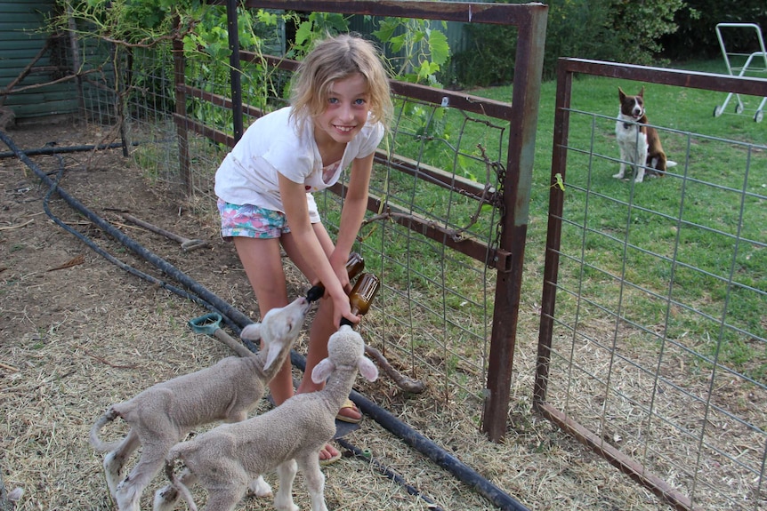 Photo of Louise Martin's daughter feeding two lambs