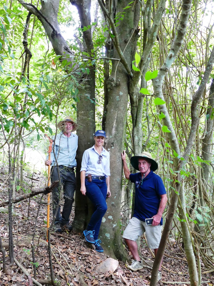 Three people stand near an old tree