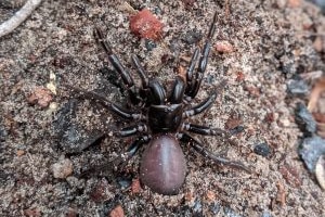 A close up of a funnel-web spider on a bed of rocks and sand. 