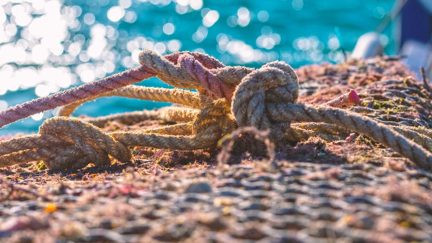 Ropes and panels used for storing blacklip shells.