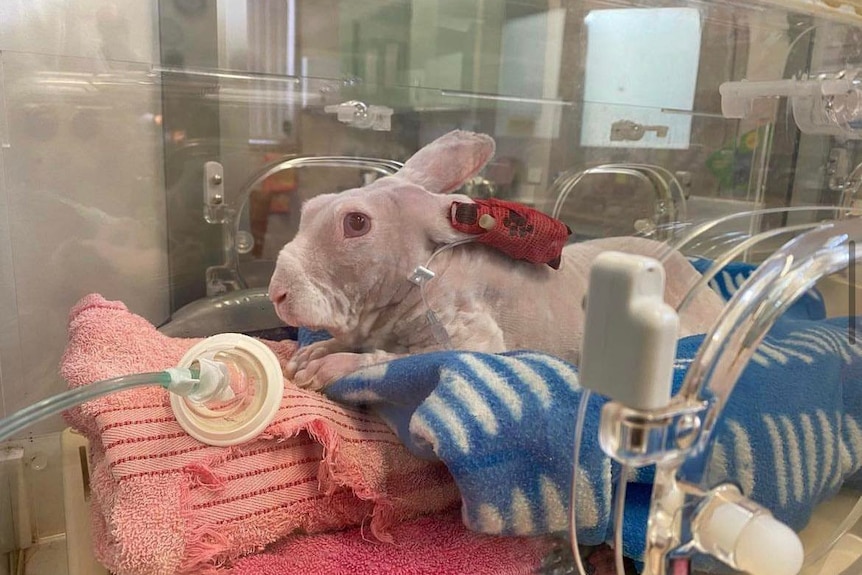 A hairless rabbit in a veterinary clinic.