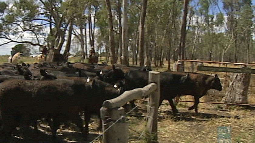 The animals on the property had been vaccinated. [file]