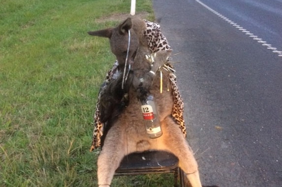 A dead kangaroo on the side of the road tied to a chair, draped in a shawl with a cap and a bottle of ouzo.