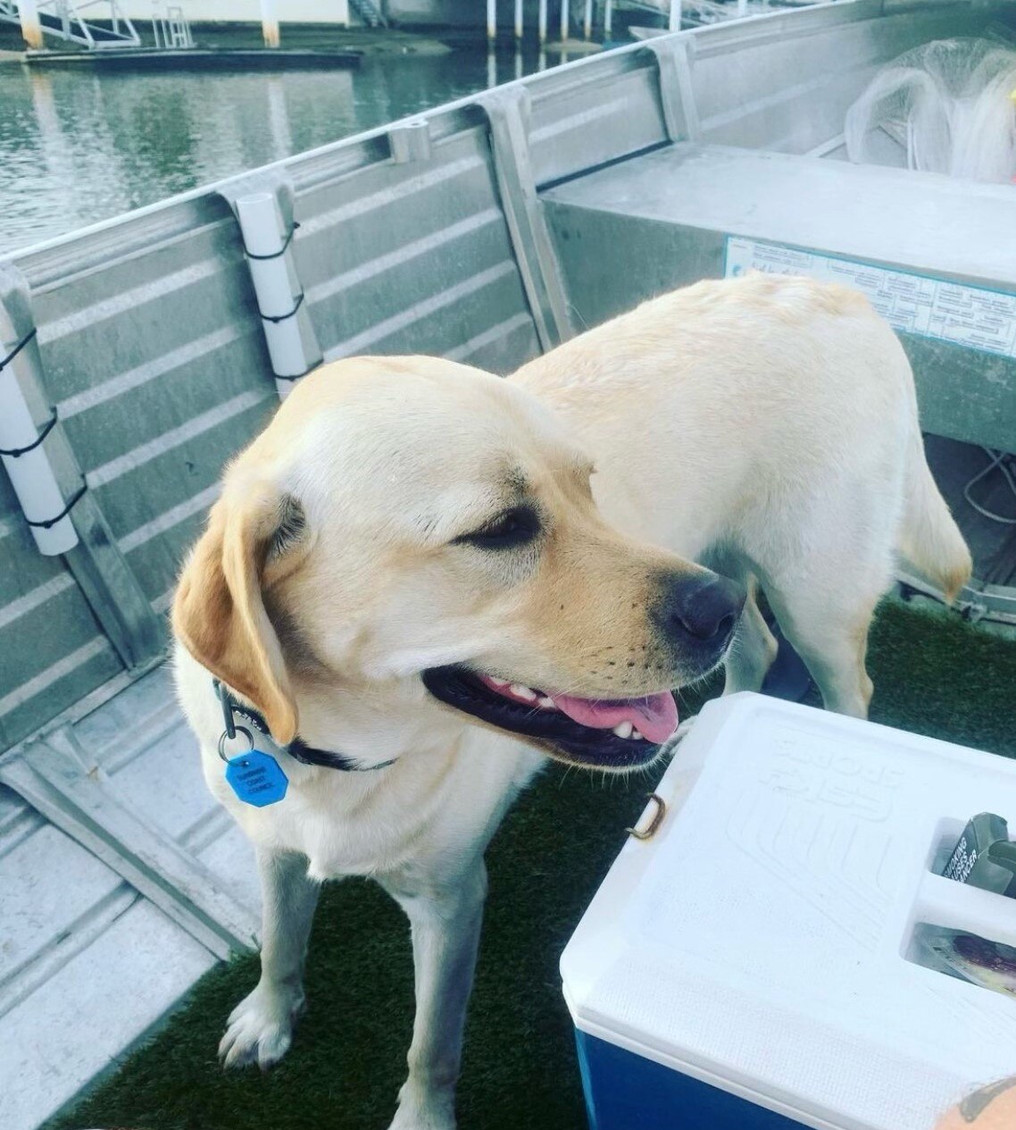A golden labrador on a boat