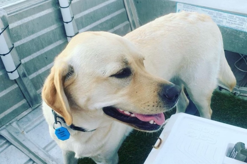 A golden labrador on a boat