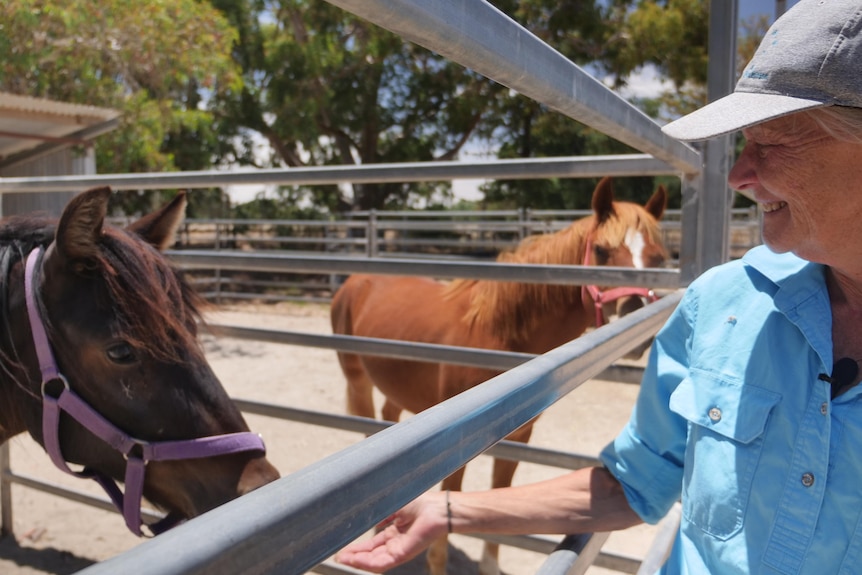 A woman smiles and hols her hand out through a fence to a wild horse. 