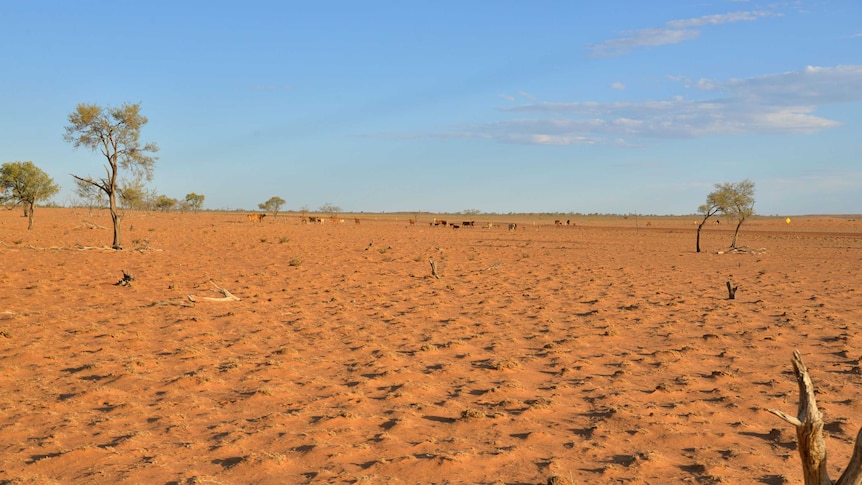 A drought-affected paddock at Ourdel station taken November 2015.