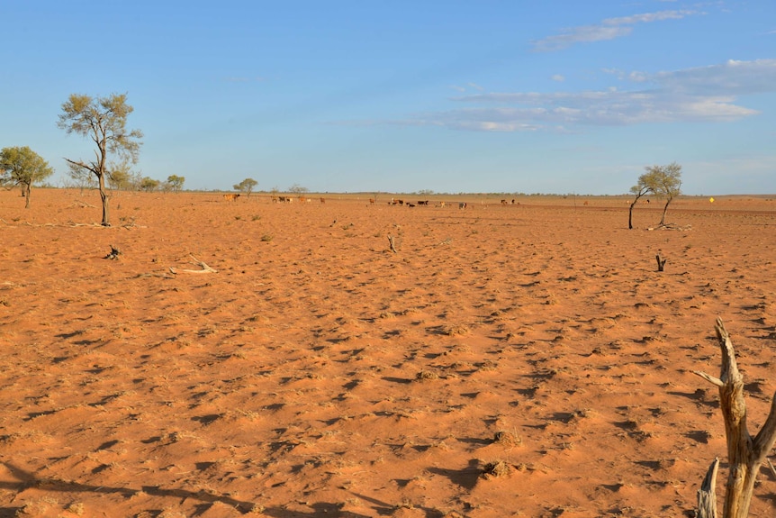 A drought-affected paddock at Ourdel station taken November 2015.