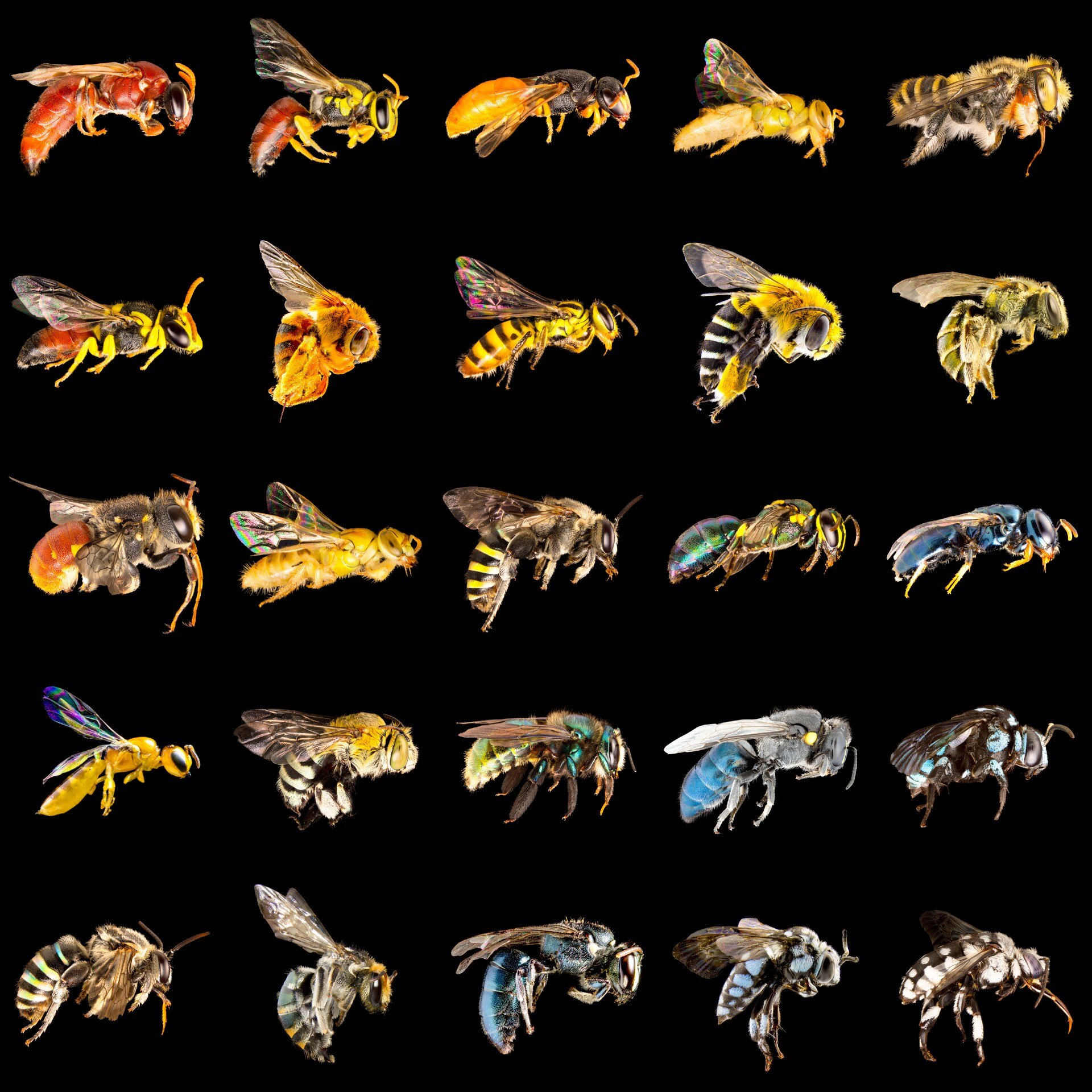 Twenty five bees of different colours