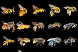 Twenty five bees of different colours