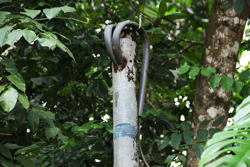 A lone power pole in Cow Bay