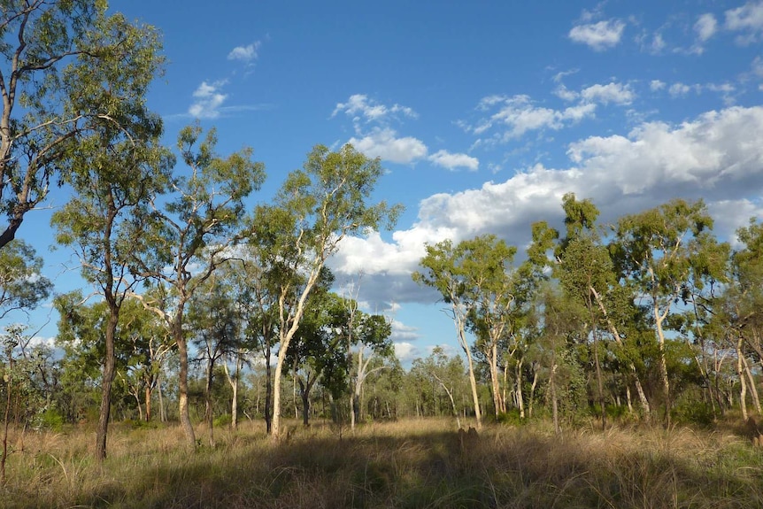 Bimblebox Nature Refuge woodland