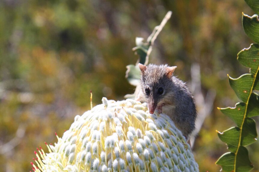 Two tiny honey possums search for nectar on a banksia flower.